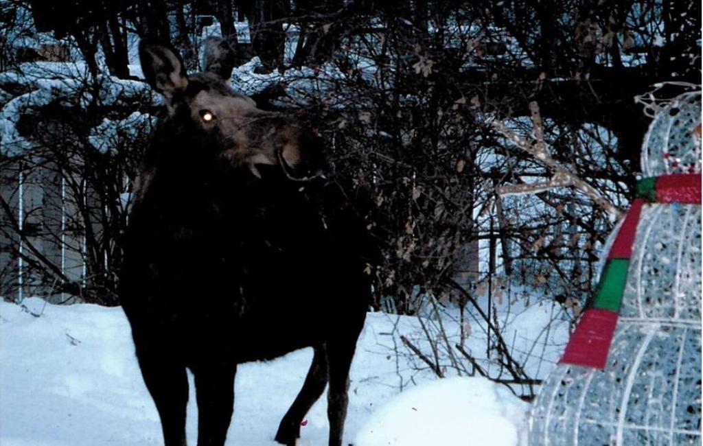 Anchorage Downtown Bed & Breakfast At "Raspberry Meadows" Exteriör bild
