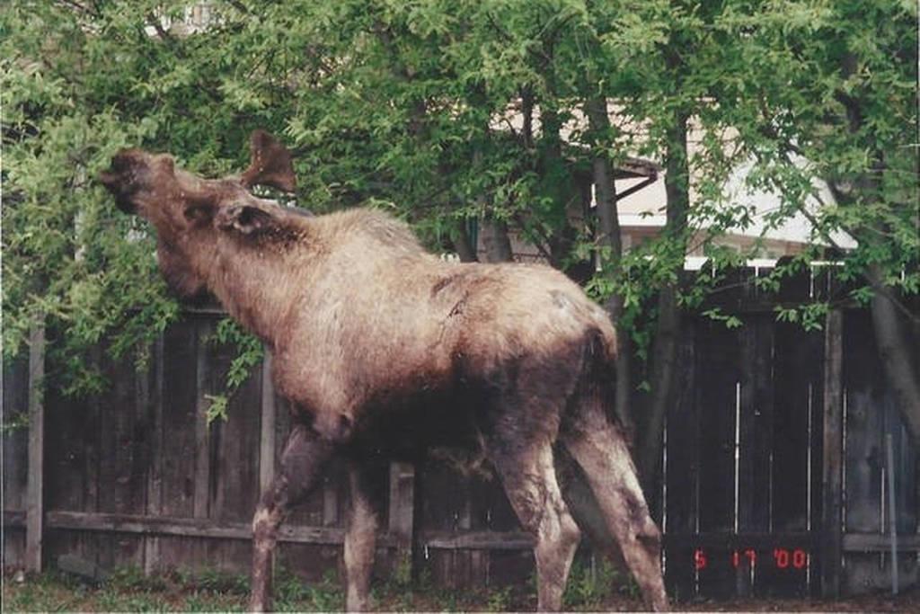Anchorage Downtown Bed & Breakfast At "Raspberry Meadows" Exteriör bild